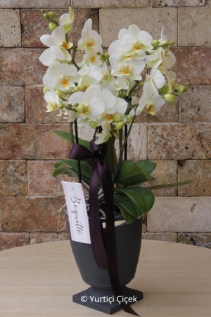 Boutique Bugetto Orchid