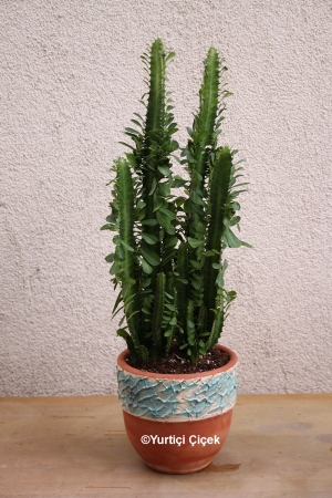 Euphorbia Rubra Big Size Cactus