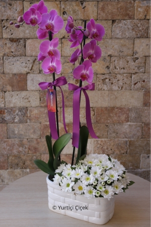 White Daisy Purple Orchid