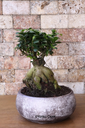 Bonsai Ağacı Special Design