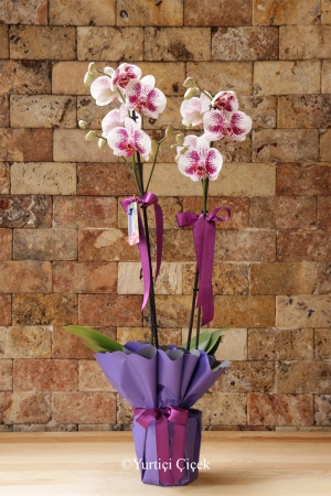 Lilac Dalmatian Orchid