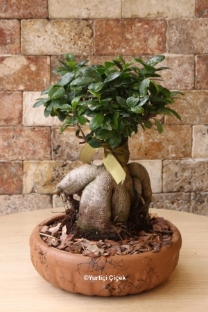 Plant of Bonsai Tree