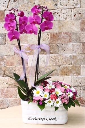 Purple Orchid and Seosanal Flowers