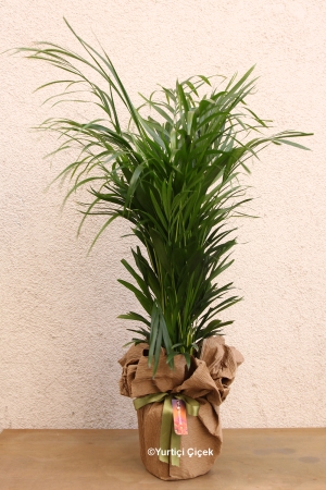 Areca Plant 2