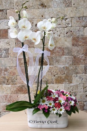 Orchid and Daisy in a Vase